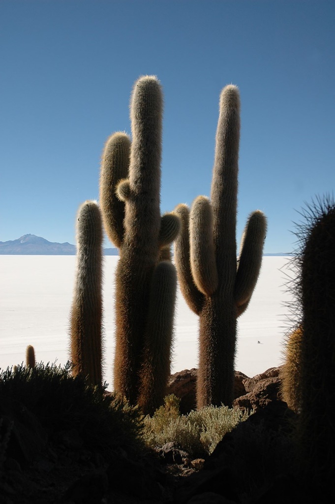 280   Fish Island, Uyuni, Boliwia